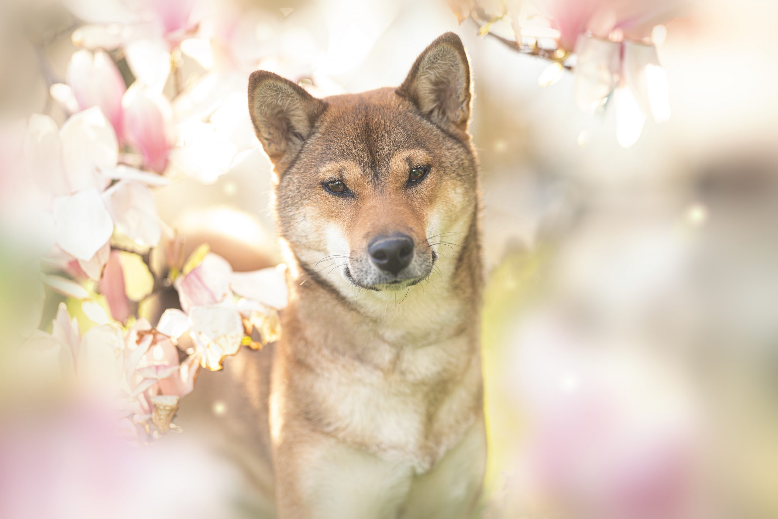 Sora no Tsuki Go Sapporo Kagasou