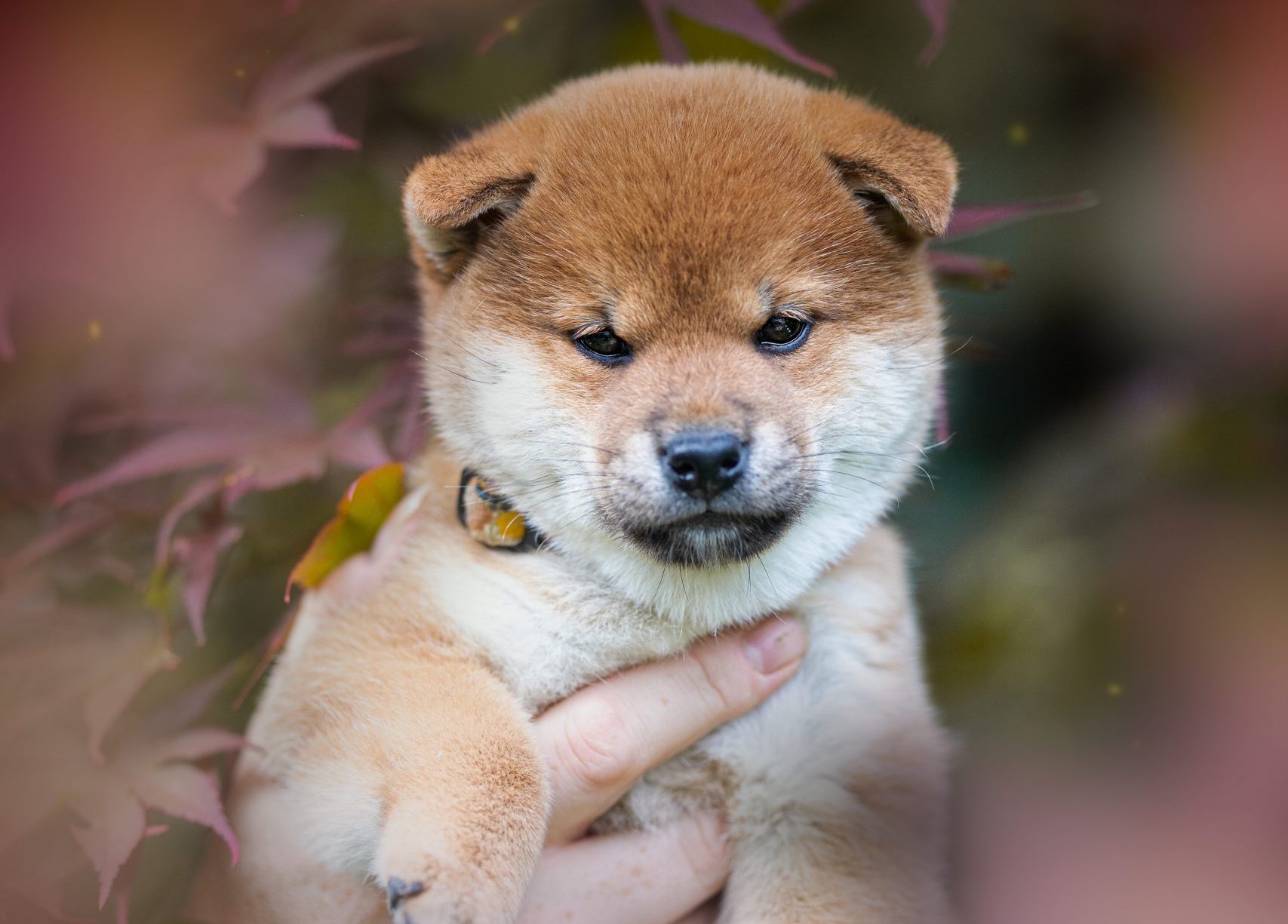 Choshi no Hebihime Go Tamashii to Hokori