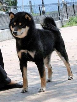 Kokuhou Go Ryuukyuu Uruma