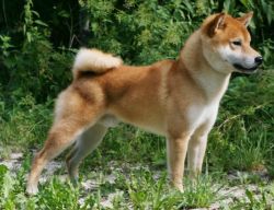 Kobushi Swords Of The Samurai