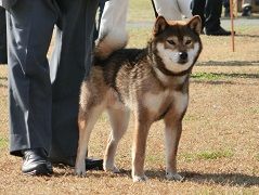 Rinta Go Iwate Azuma Kensha