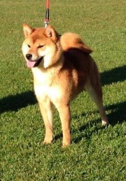 Ryuukomachi Go Sapporo Kagasou