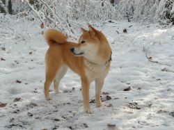 ET.S Kabukiken Emiko