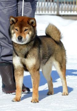 Gomaryuu Go Sapporo Kagasou