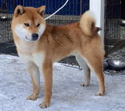 Banryuu Go Shikoku Kyowasou