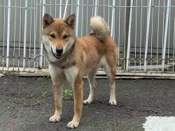 Hachita no Yuuhime Go Waken Handasou