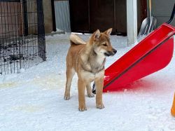 Banryuu Yuuka go Sapporo Kagasou