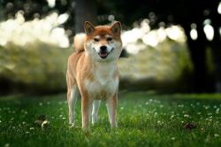 Sutamuroku Queequeg Oth