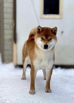 Banryuu Kotokaze Go Sapporo Kagasou