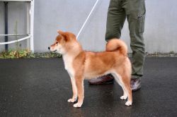 Nobori go Sapporo Kagasou