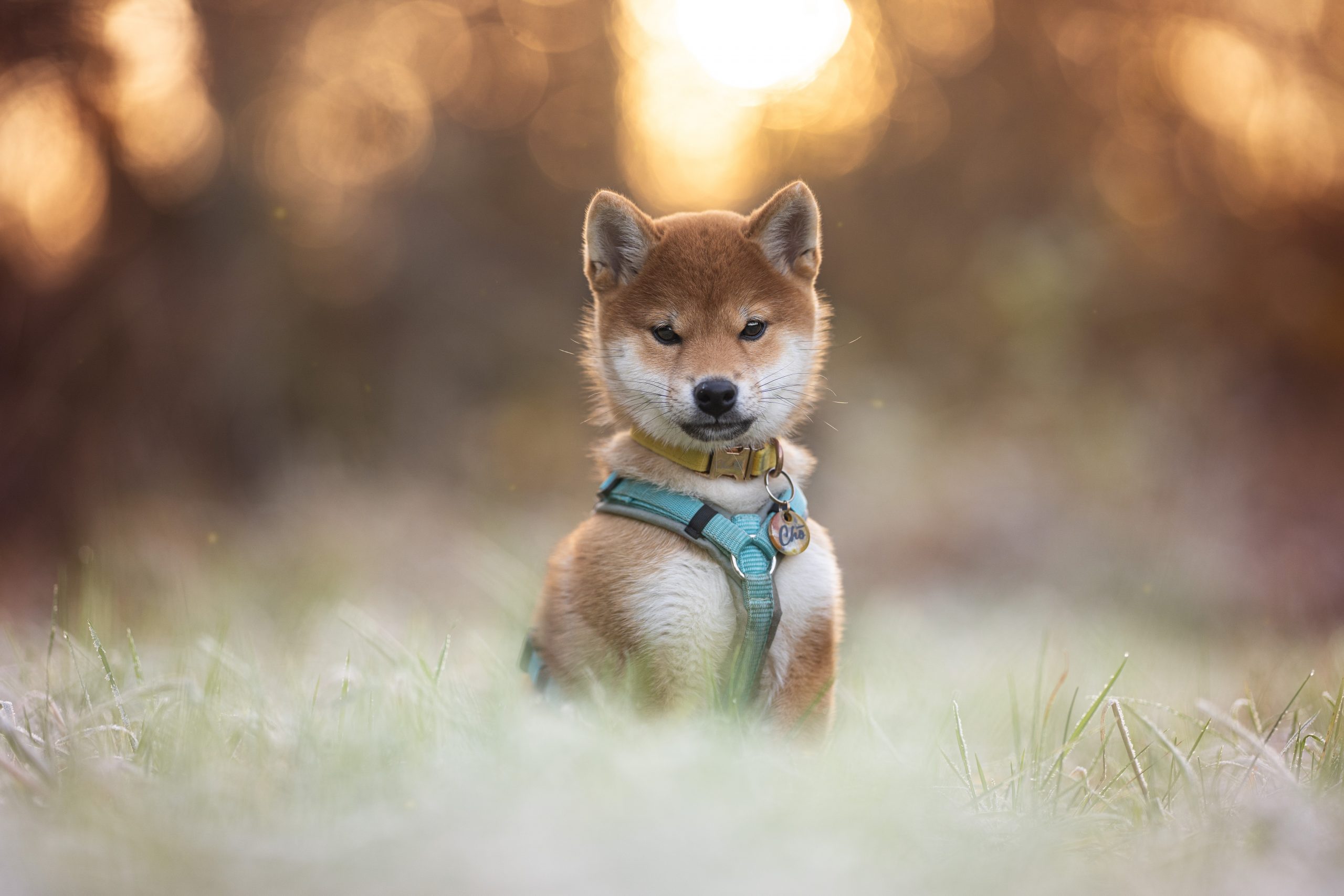 Choshi no Hebihime Go Tamashii to Hokori