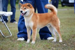 Fukushouryuu Go Sapporo Kagasou