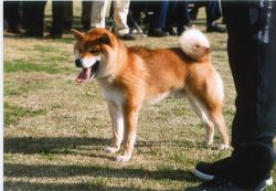 Koujin No Tetsu Go Sanuki Mizumotosou