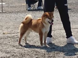 Gekkoumaru Go Sanuki Mizumotosou