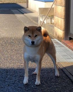 Yumetsukihime Go Fuji Hachimansou