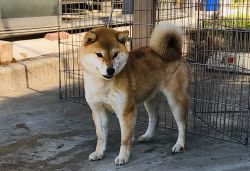 Haruna Go Koshiwasou