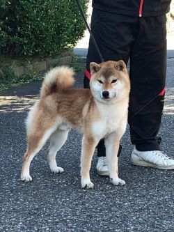 Tetsu No Komaryuu Go Sanuki Mizumotosou